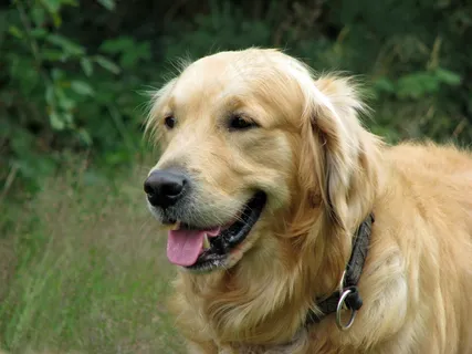 纯种金毛公犬图片 纯种金毛公犬图片
