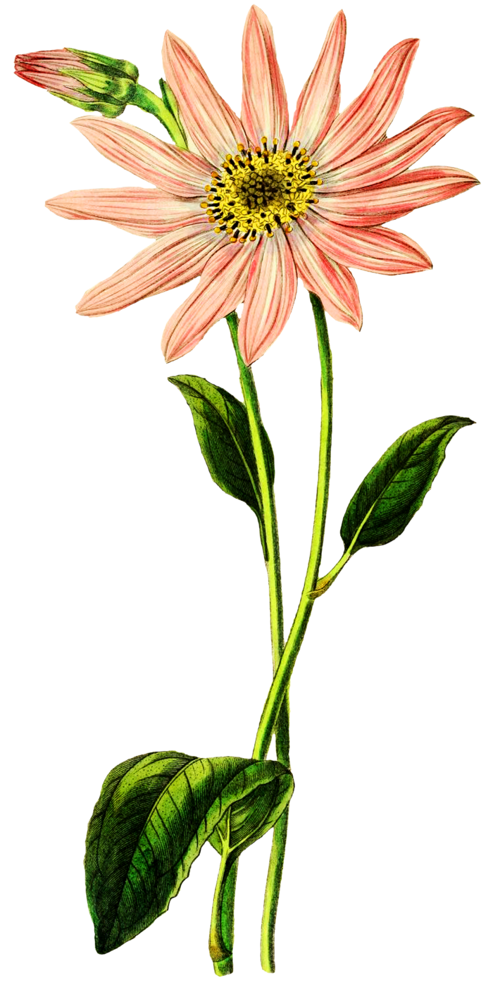 复古手绘植物花卉玫瑰花PNG免扣图案高清图片PS设计素材图