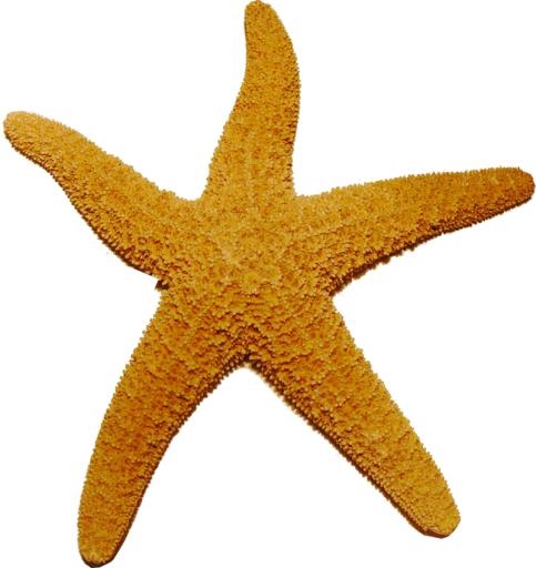 海星 PNG免抠(800x848)
