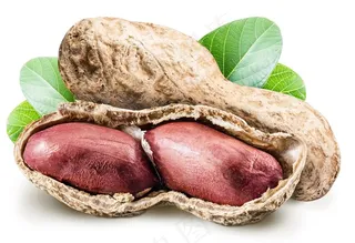 新鲜美味可口的带壳红皮花生高清图片