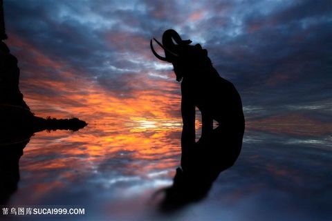 野生动物礁石上泰国大象剪影图片