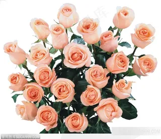 玫瑰花束-散开的粉色玫瑰花