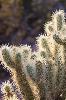 绿色仙人掌仙人球摄影素材