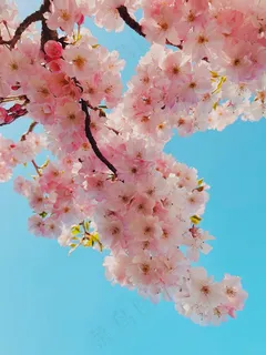 粉色盛开桃花 粉色盛开桃花