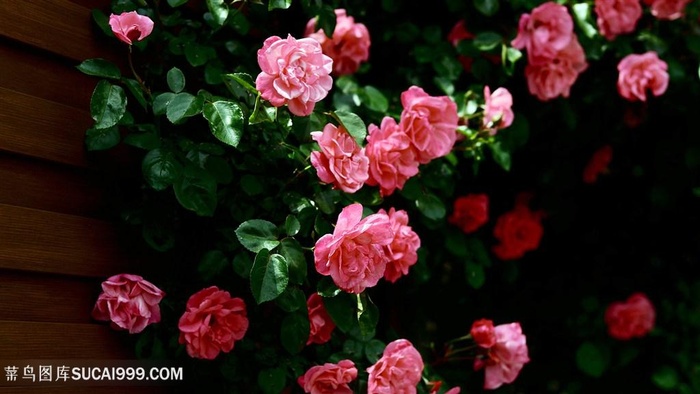 花卉花枝唯美壁纸