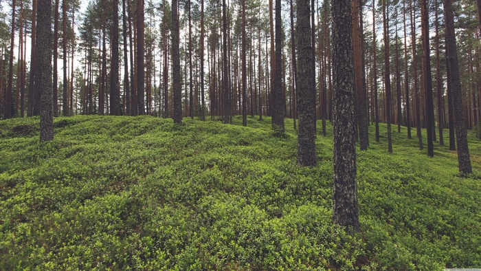 高清树木树林草地图片