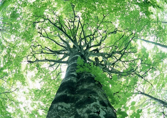 森林的树缝穿过的光风景摄影 摄影图片