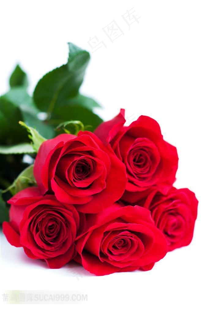 爱心系列 - 美丽的玫瑰