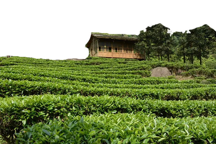 现代农业茶园