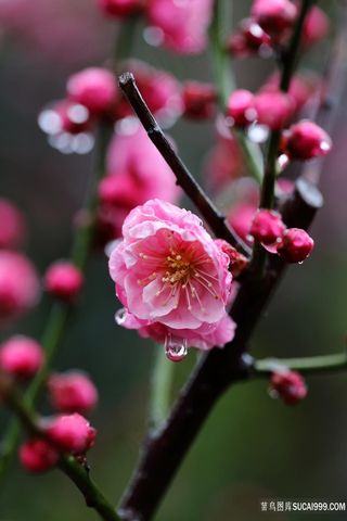 娇嫩欲滴的清晨梅花鲜花图片