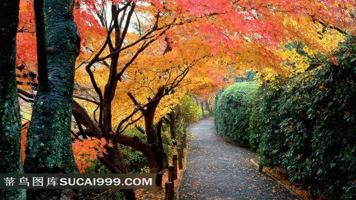 秋天风光风景图片