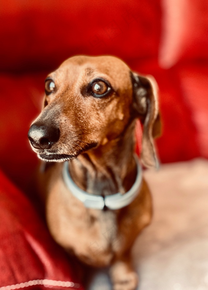 棕色小腊肠犬图片