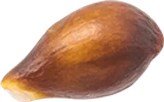 03_Pear Seed