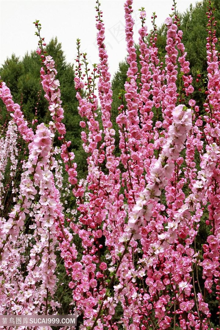 高清唯美粉色桃花图片