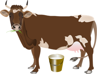 褐色奶牛现代农业