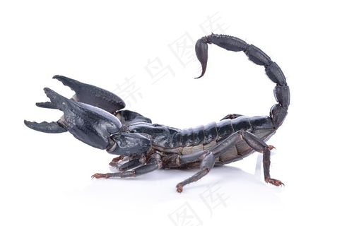 正在进攻的黑色蝎子侧面高清摄影