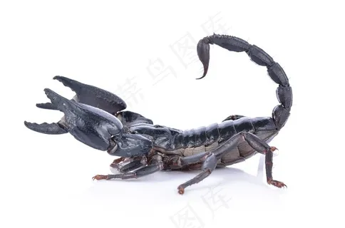 正在进攻的黑色蝎子侧面高清摄影