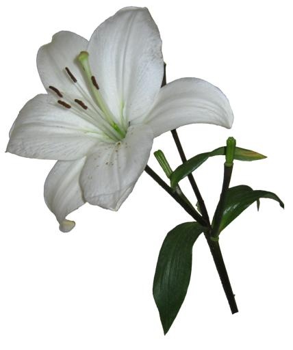 百合花免抠(856x1024)