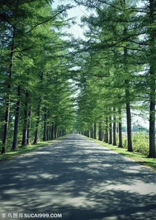 树林风景-道路边高耸的松树