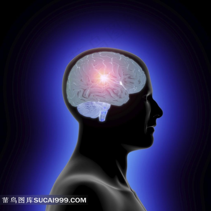 人体大脑器官高清素材