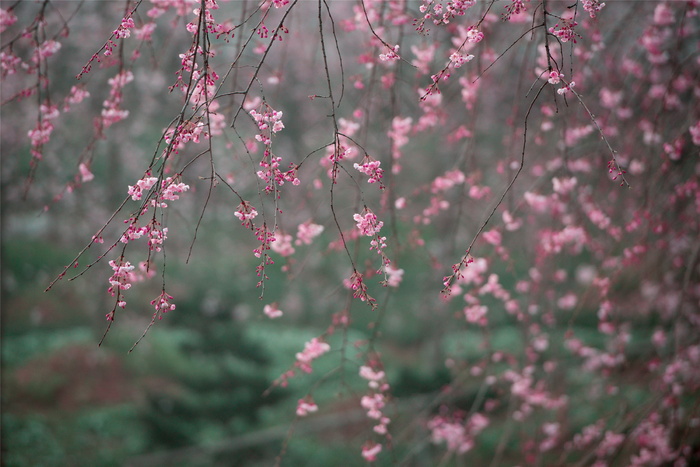 春天樱花开花图片