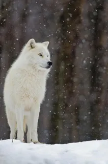 冬天雪地里的唯美野生动物白狼图片