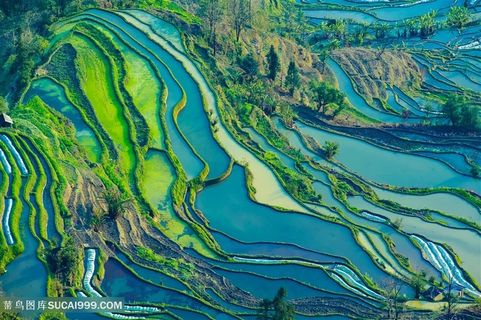 云南元阳梯田俯视图片