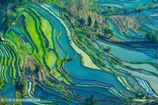 云南元阳梯田俯视图片