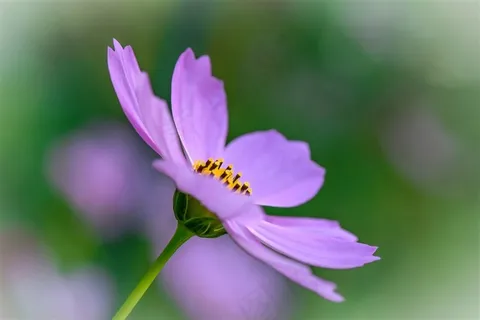 小花摄影图片 小花摄影图片