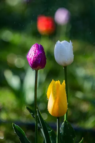 郁金香争奇斗艳