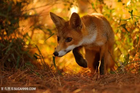 林间奔跑的小狐狸图片