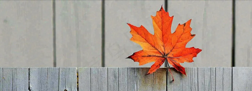 秋天红色秋叶简约特写，立秋秋分摄影图