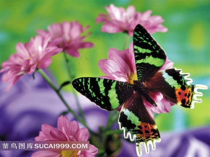 花蝴蝶菊花素材