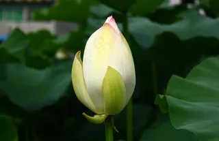 洁白的荷花图片素材