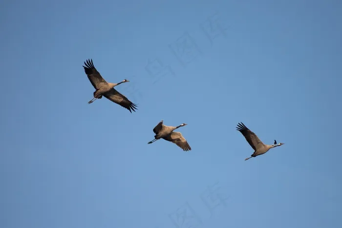 空中候鸟飞行图片