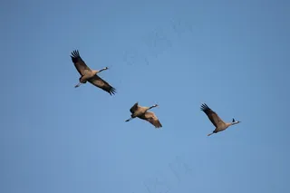 空中候鸟飞行图片
