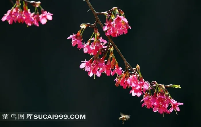 粉色和白色的樱花图片