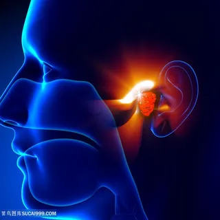 面部器官高清图片