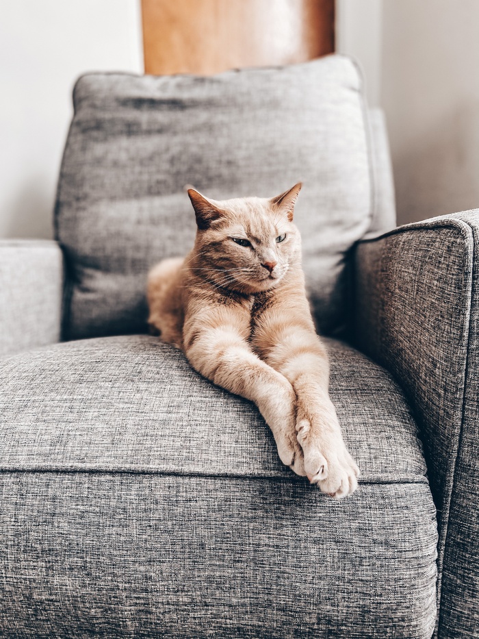 可爱猫咪猫猫摄影素材