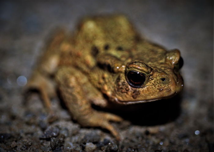 一只蟾蜍高清图片