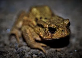 一只蟾蜍高清图片