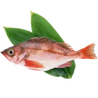 鱼 (3)海鲜超市商品红酒白底图免抠实物摄影png格式图片透明底