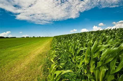 美丽的玉米地景色高清图片 美丽的玉米地景色高清图片