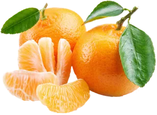 橘子免抠素材 (15)