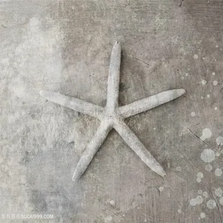 黑白海星高清装饰画