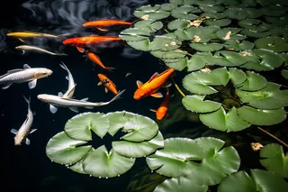池塘里盛开的睡莲和水里游着的金鱼们摄影图