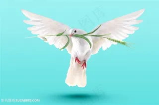 和平鸽高清鸽子图片素材