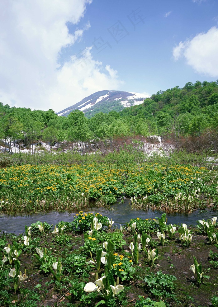绿树山水 216