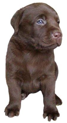 拉布拉多犬 PNG免抠(227x413)