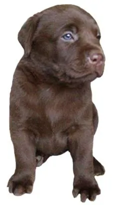 拉布拉多犬 PNG免抠(227x413)